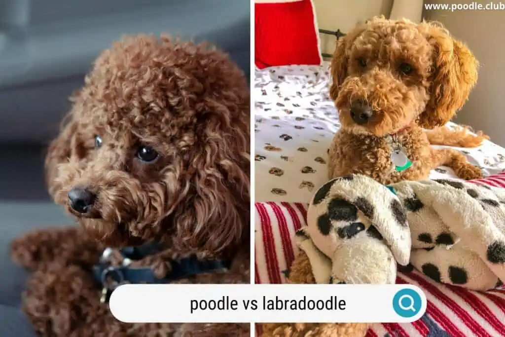 Poodle vs Labradoodle bed