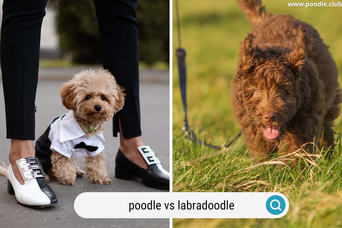 a poodle next to a labradoodle