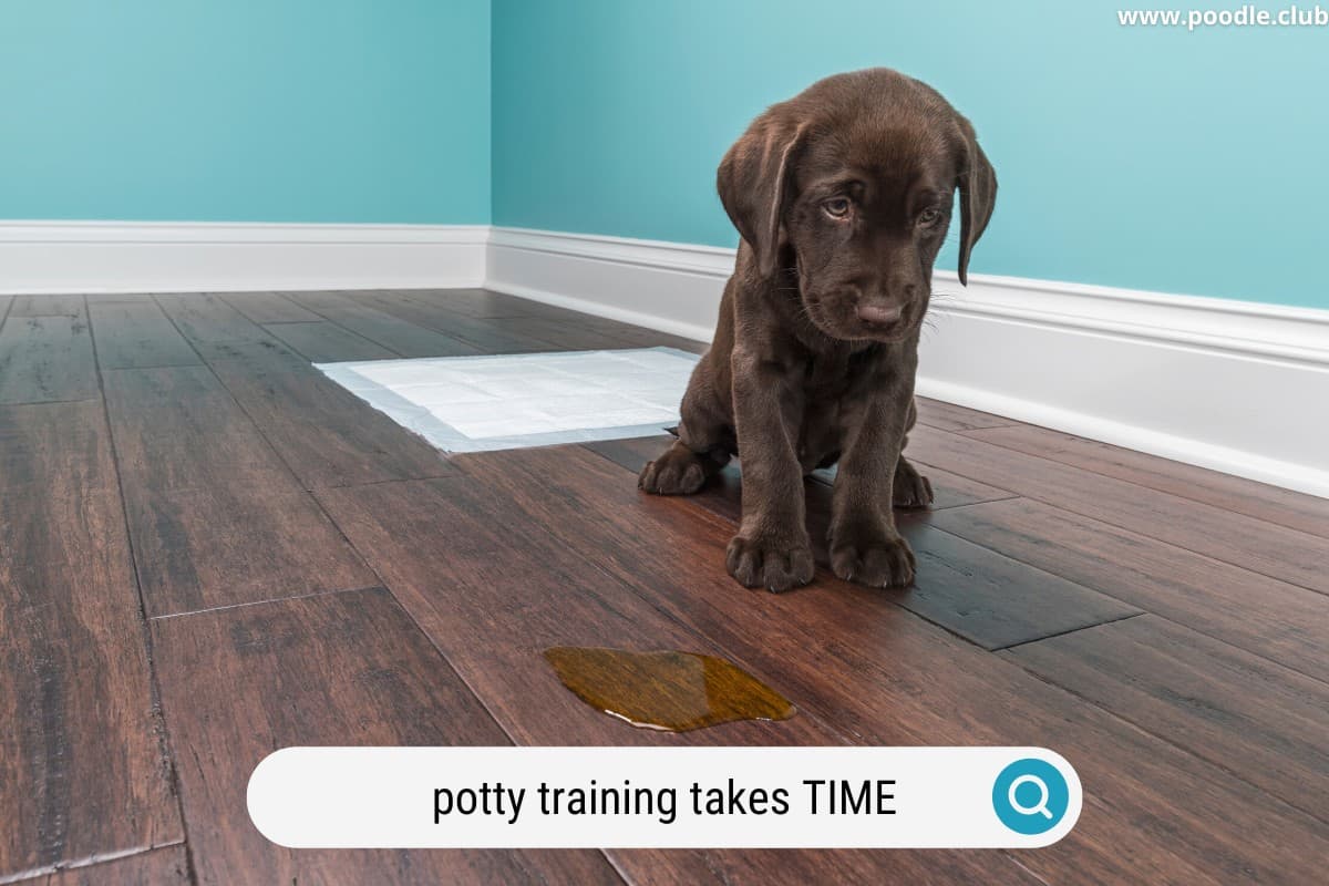 sad puppy near a potty training mess