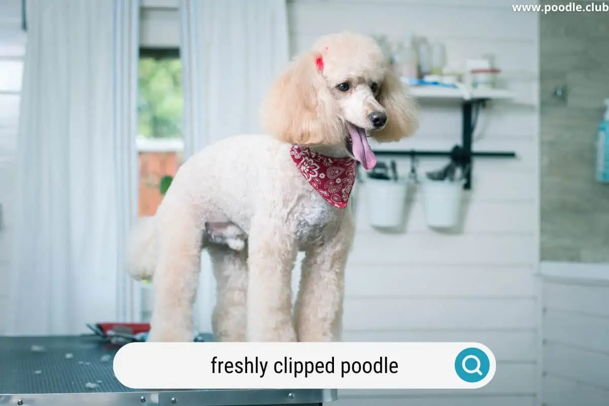 a recently clipped poodle