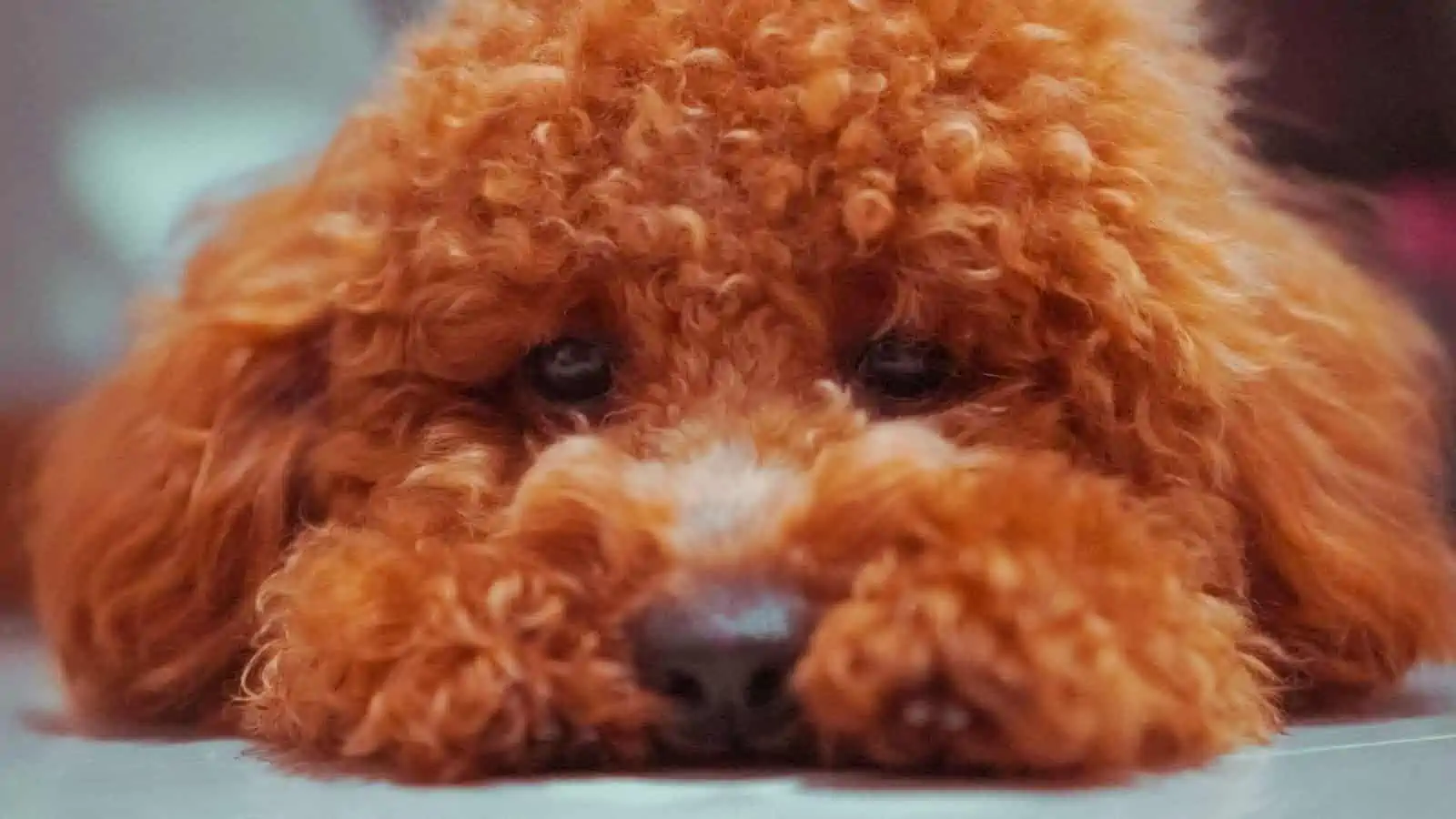 a close up of a tired red poodle toy unsplash