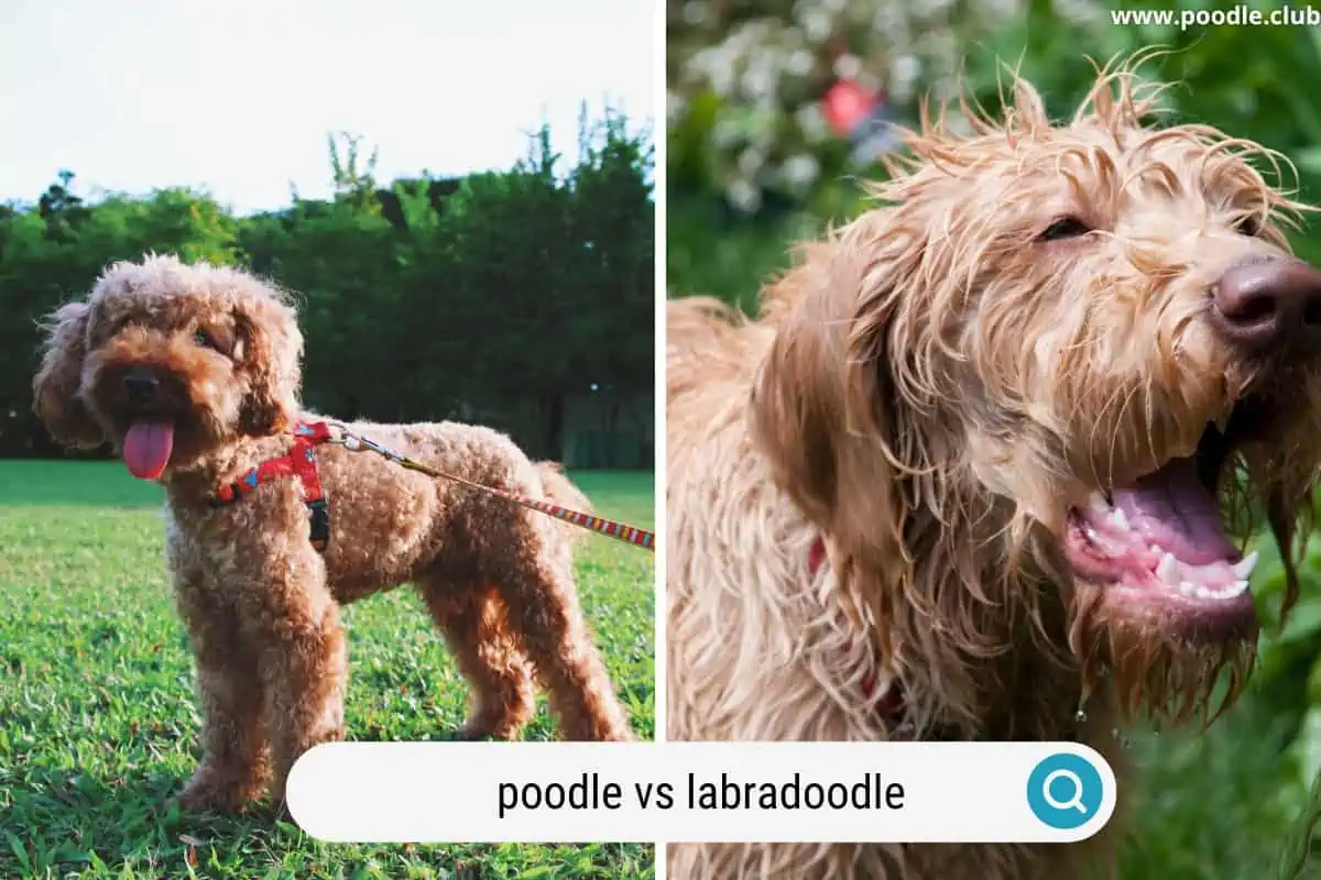 a red poodle puppy and a red labradoodle wet