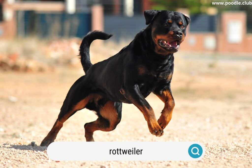 running rottweiler search rescue dog