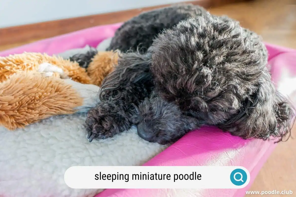 a sleeping mini poodle