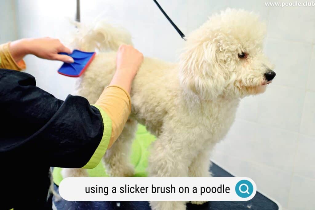 slicker brush on poodle coat