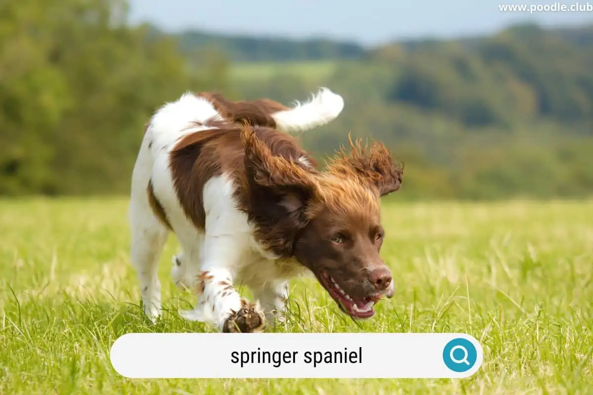 a springer spaniel runs outside