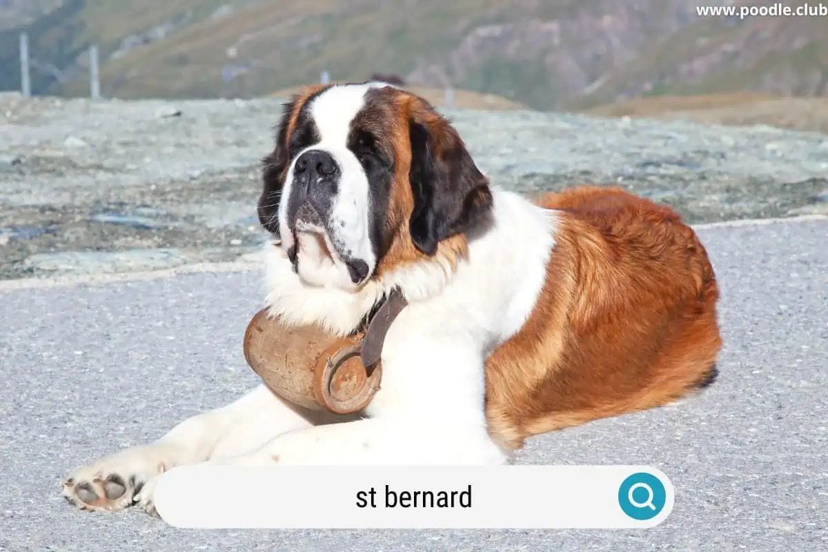 a st bernard the famous search and rescue dog