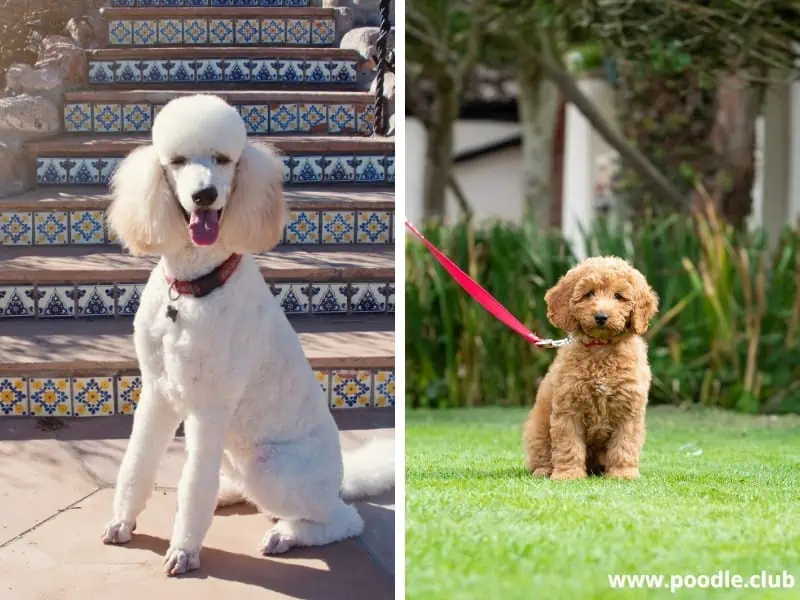 Standard and Mini Poodles