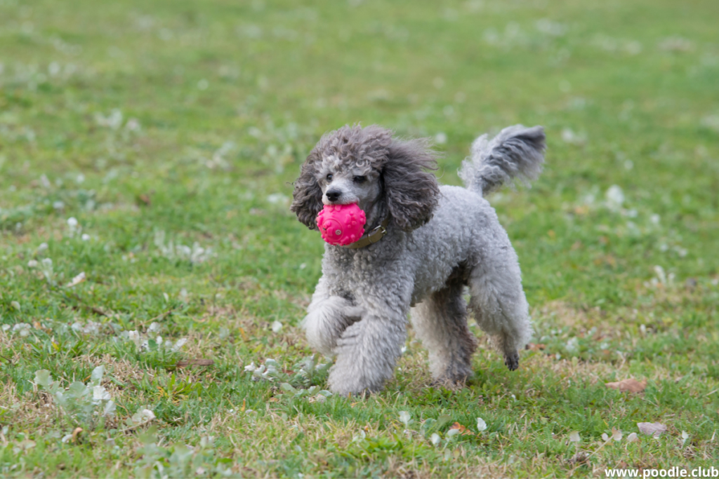 teacup poodle running grass