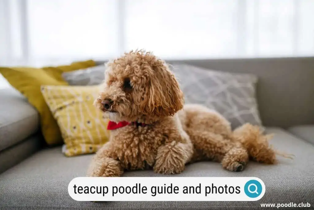 teacup poodle running grass