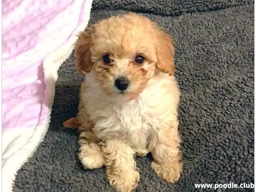 Toy Poodle sits on blanket