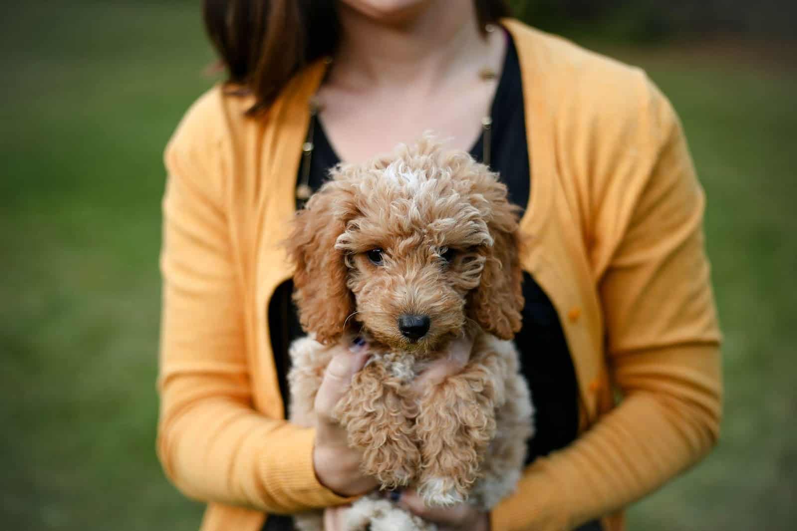 a toy poodle held by its owner