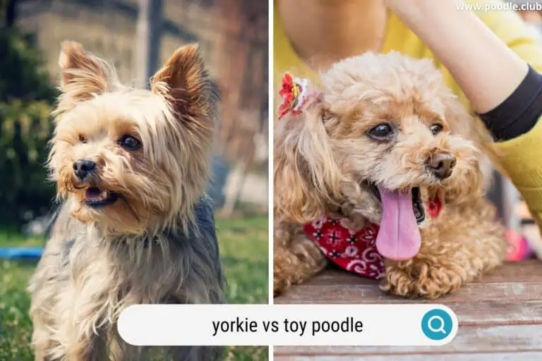 Toy Poodle vs Yorkie [with Photos]