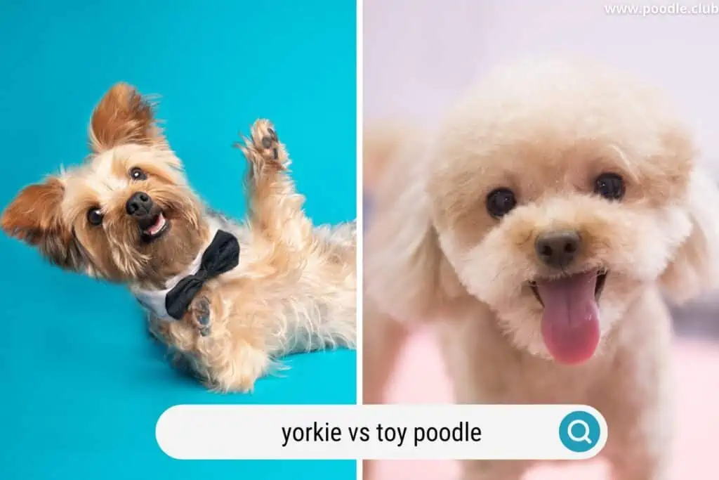 toy poodle vs yorkie puppy