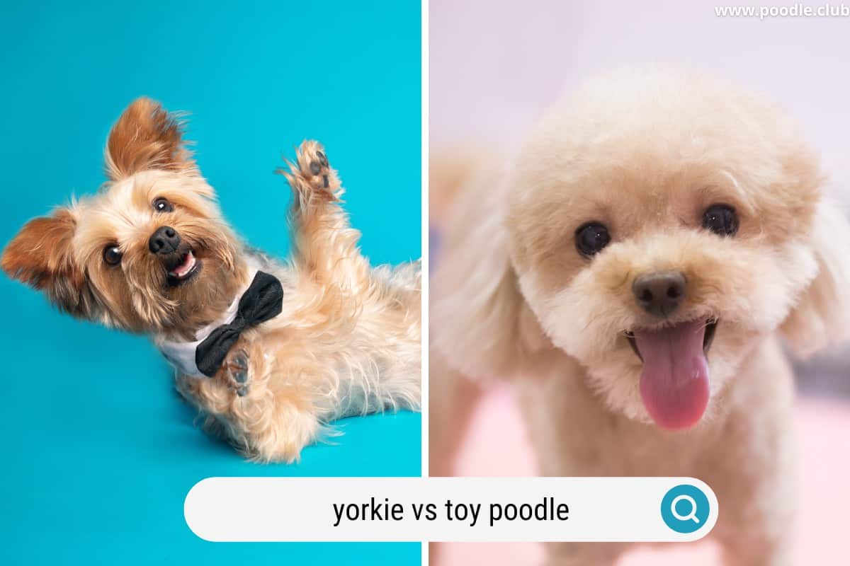 studio shot of a yorkie and a toy poodle puppy