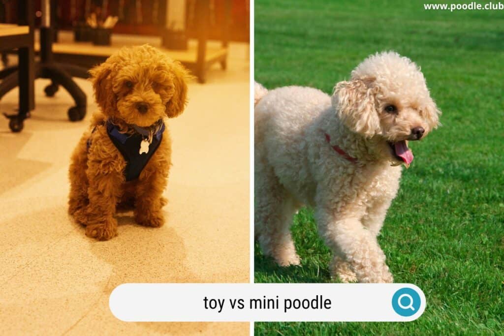 toy vs mini poodle puppies