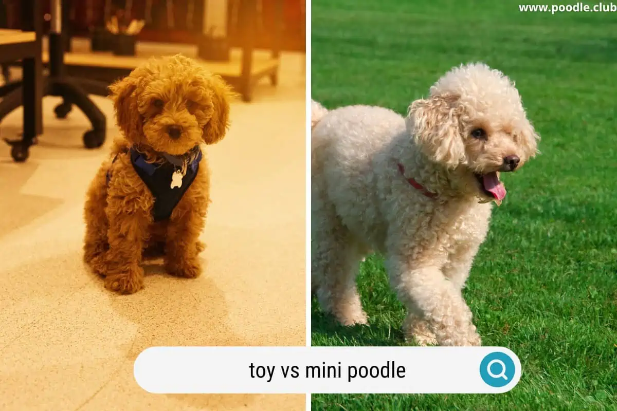 puppy sized toy vs mini poodles