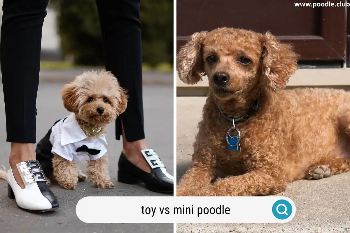 comparing a toy vs a mini poodle
