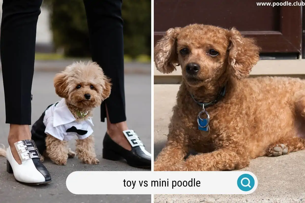 https://poodle.club/wp-content/uploads/2022/12/toy-vs-mini-poodle.webp