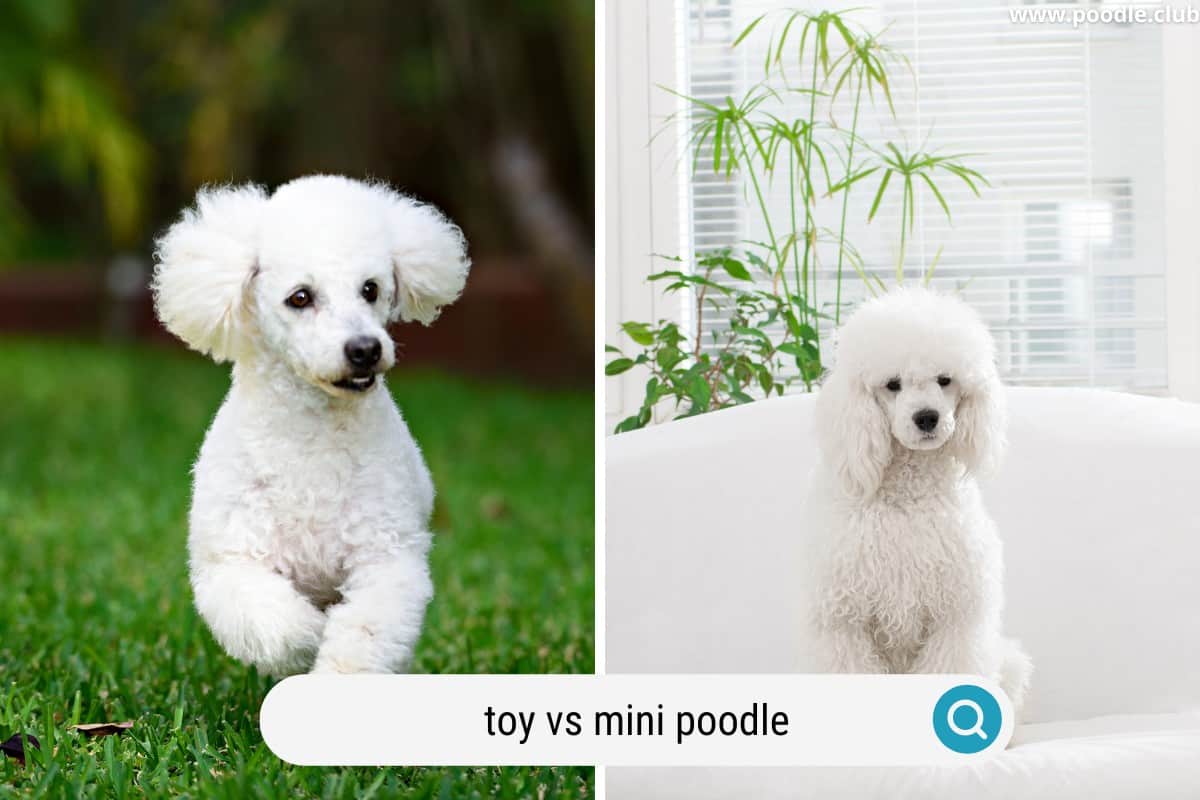 a toy vs a miniature poodle both white