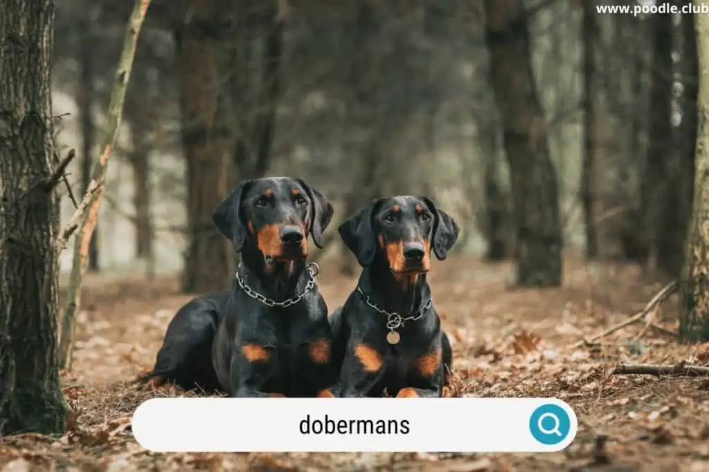 two doberman pinschers