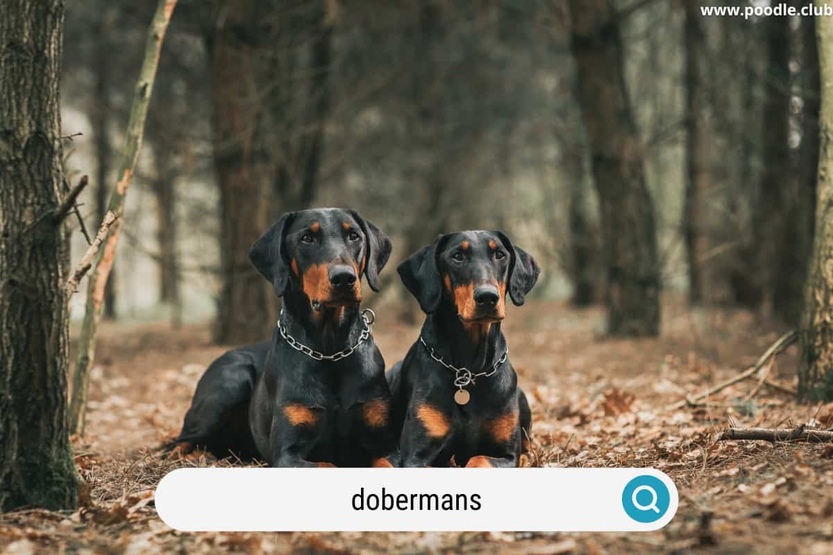 two doberman pinschers in a forest