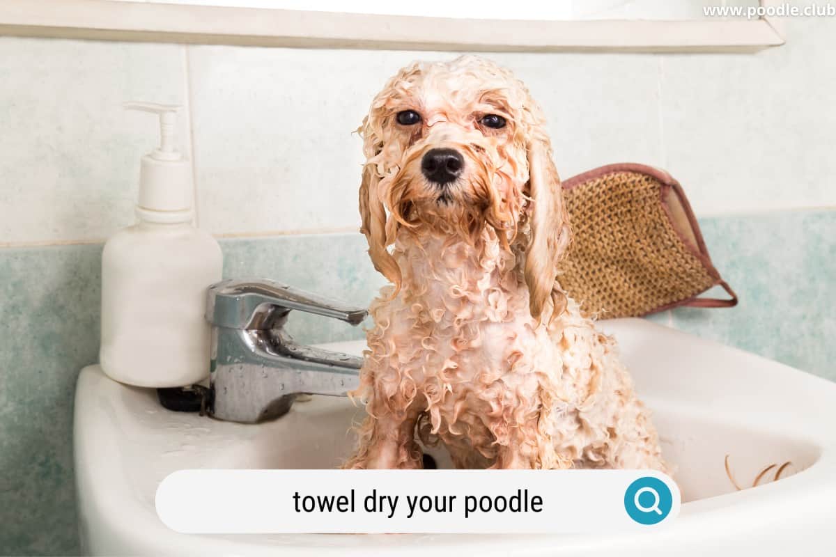 a wet toy poodle looks like a rat