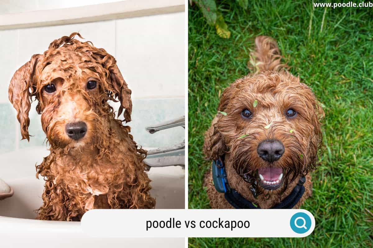 a wet poodle vs a wet cockapoo both look the same