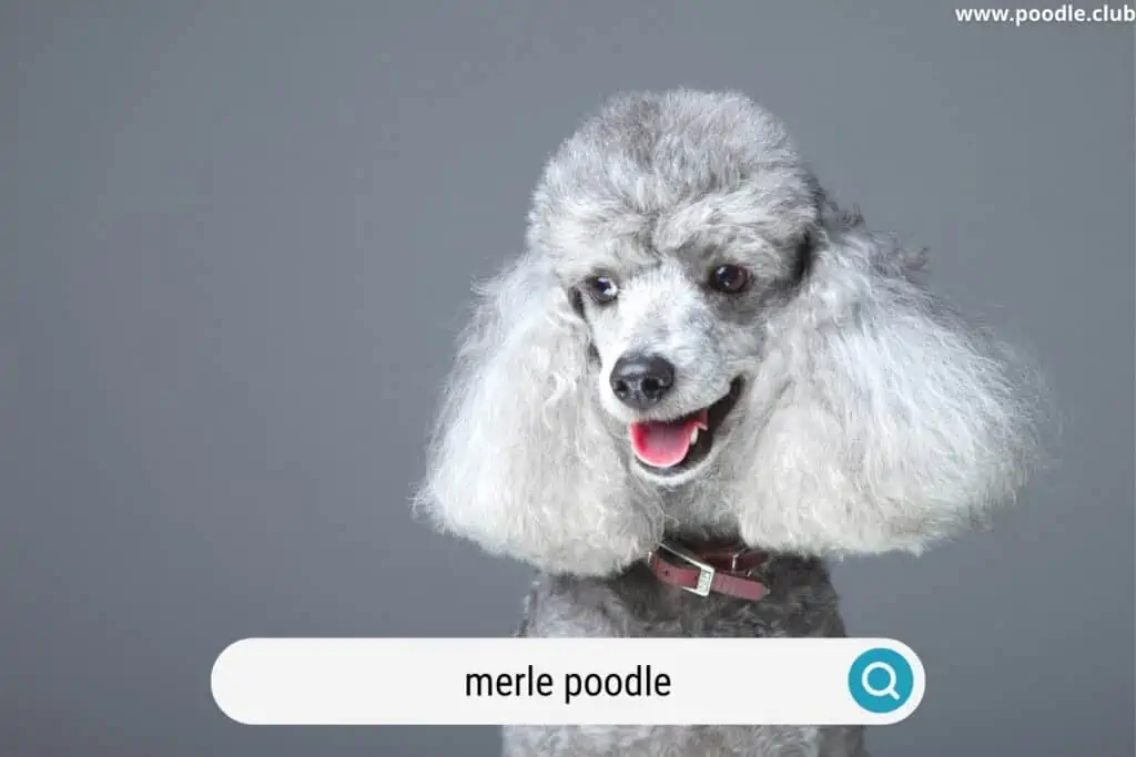 what is a merle poodle