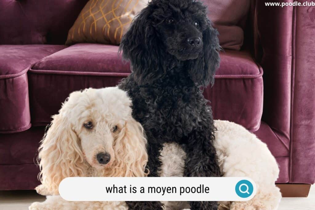 what is a moyen poodle