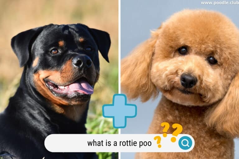 What Is a Rottie Poo?