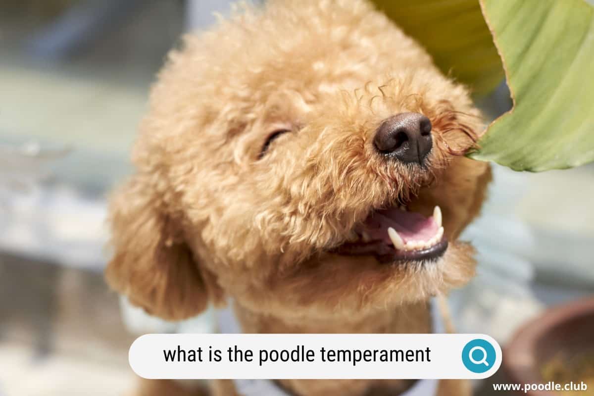 what-is-the-temperament-of-a-poodle-personality-poodle-club