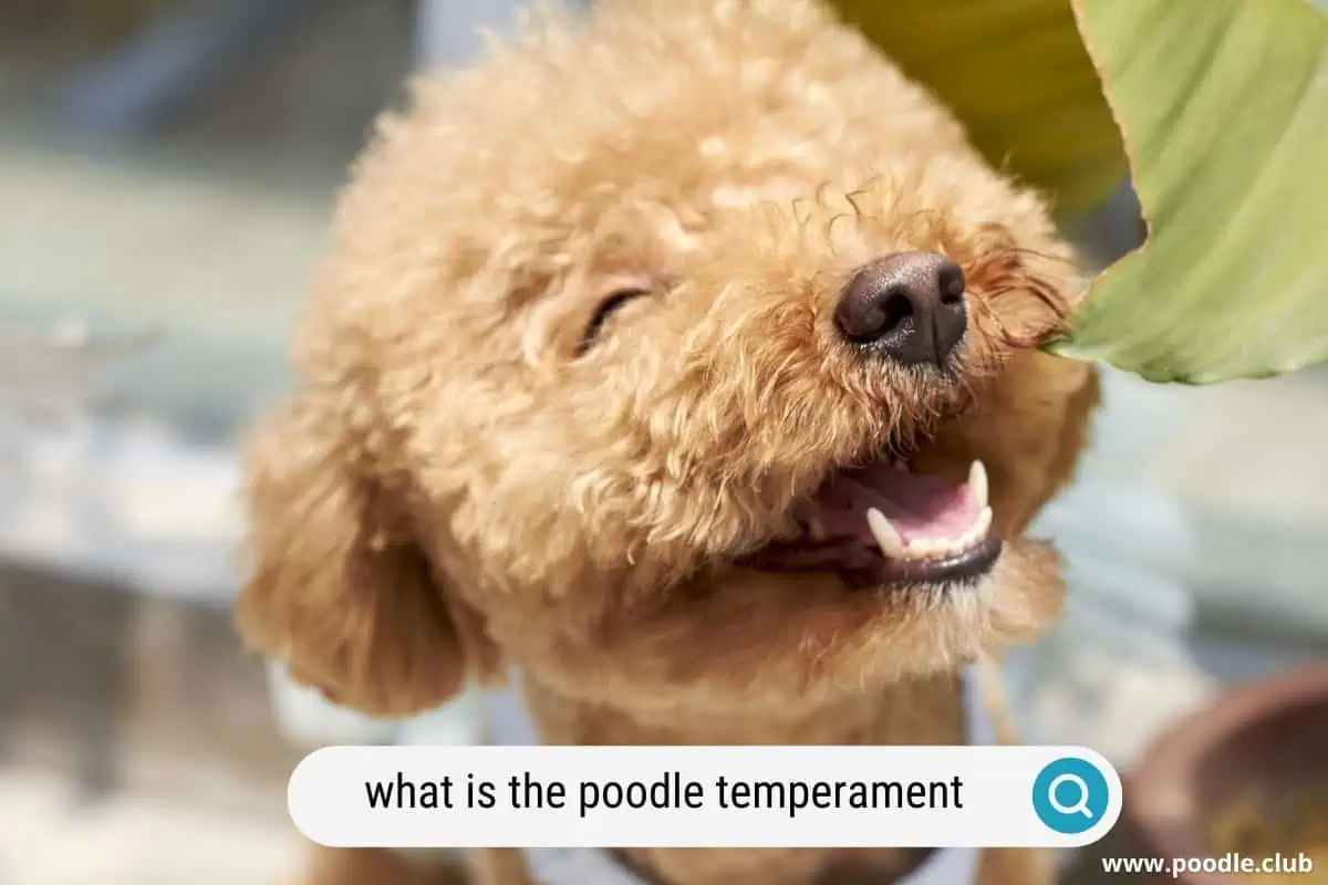 what is the temperament of a poodle