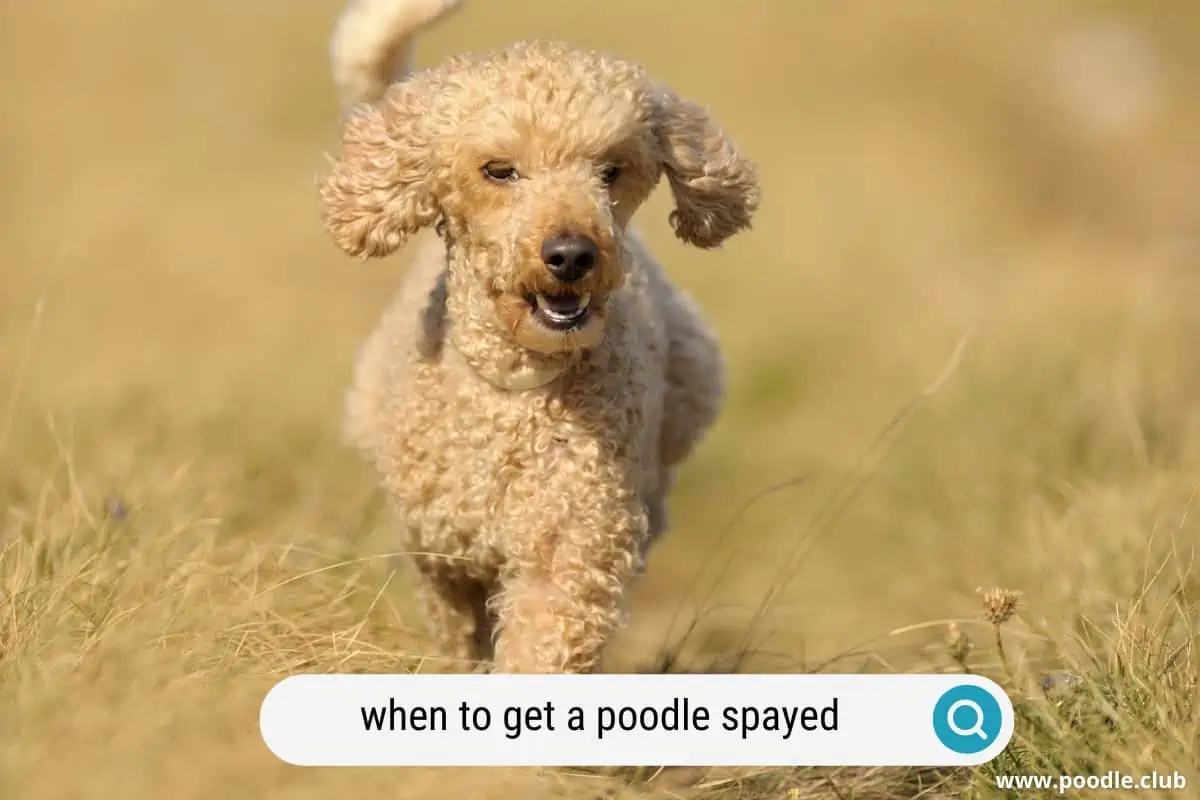 what age should a toy poodle be spayed?