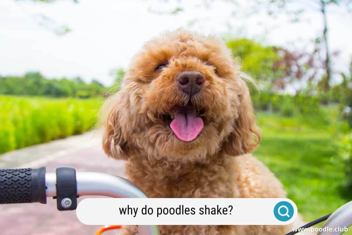 why do poodles shake