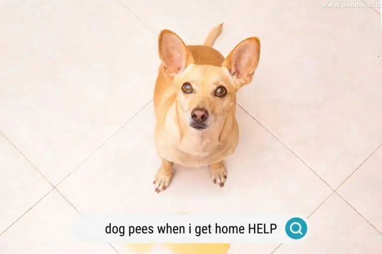 Why Does My Dog Pee When I Come Home? (Solutions)