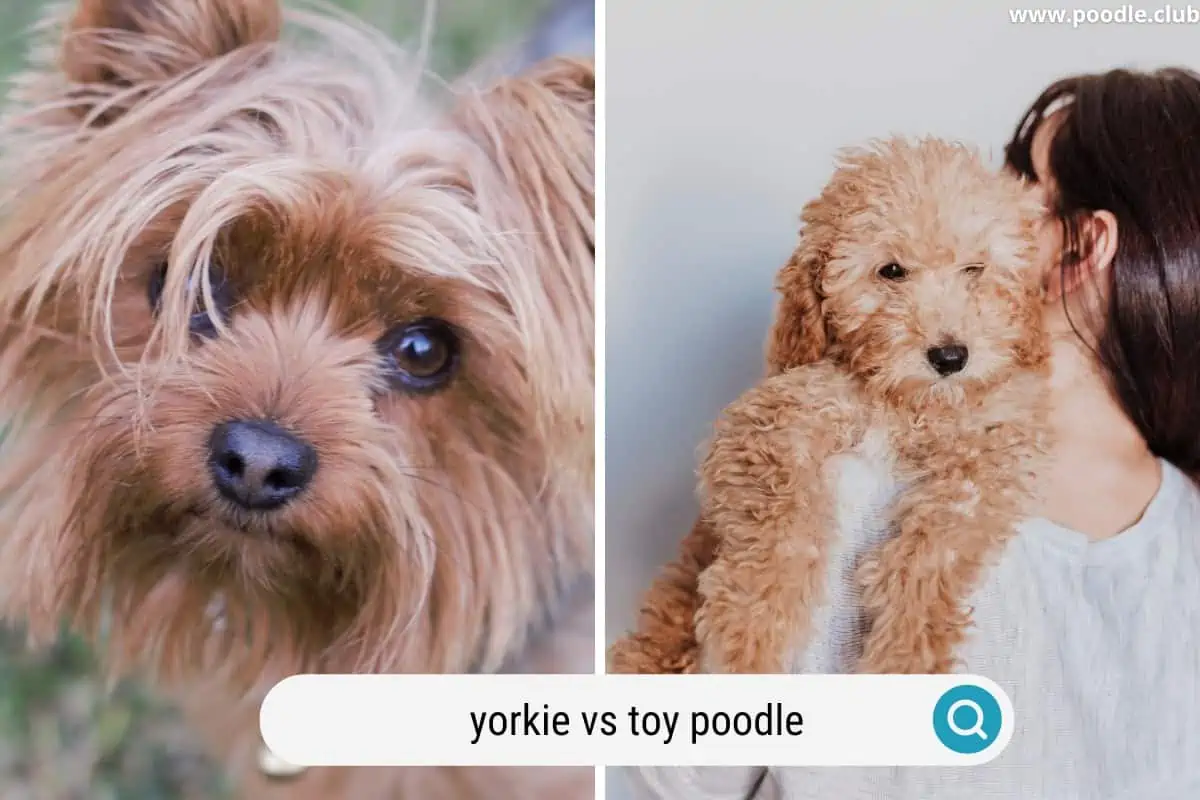 comparing a yorkie vs toy poodle appearance