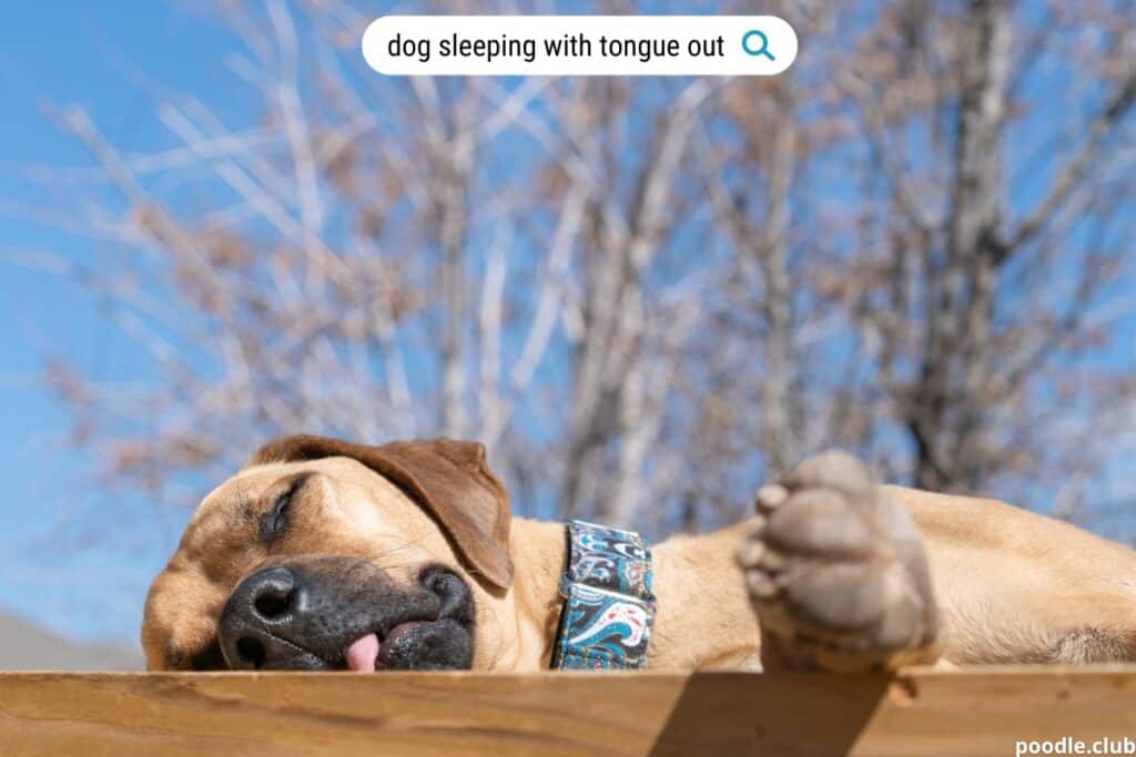 a dog asleep with its tongue hanging out
