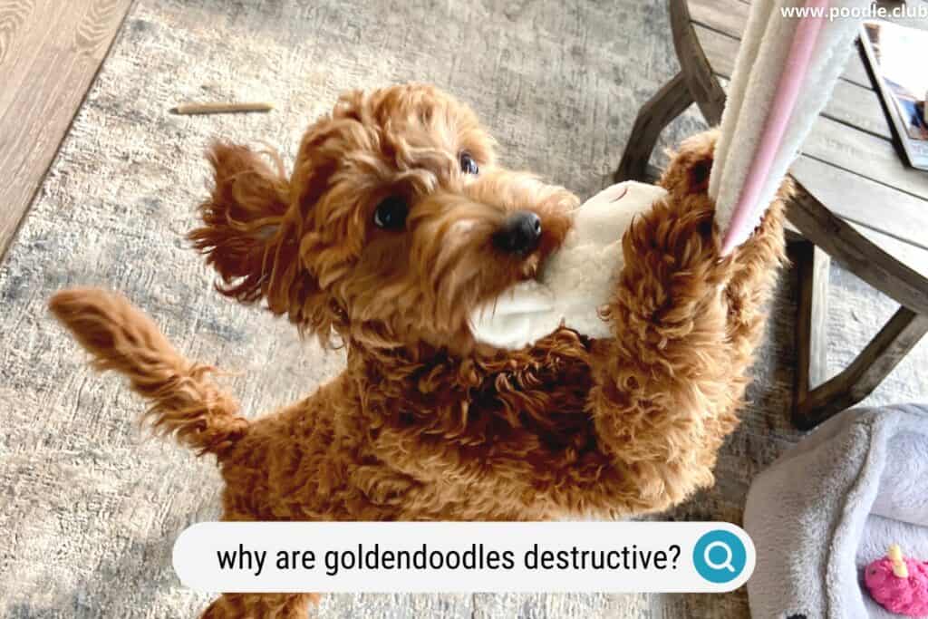 why are goldendoodles destructive