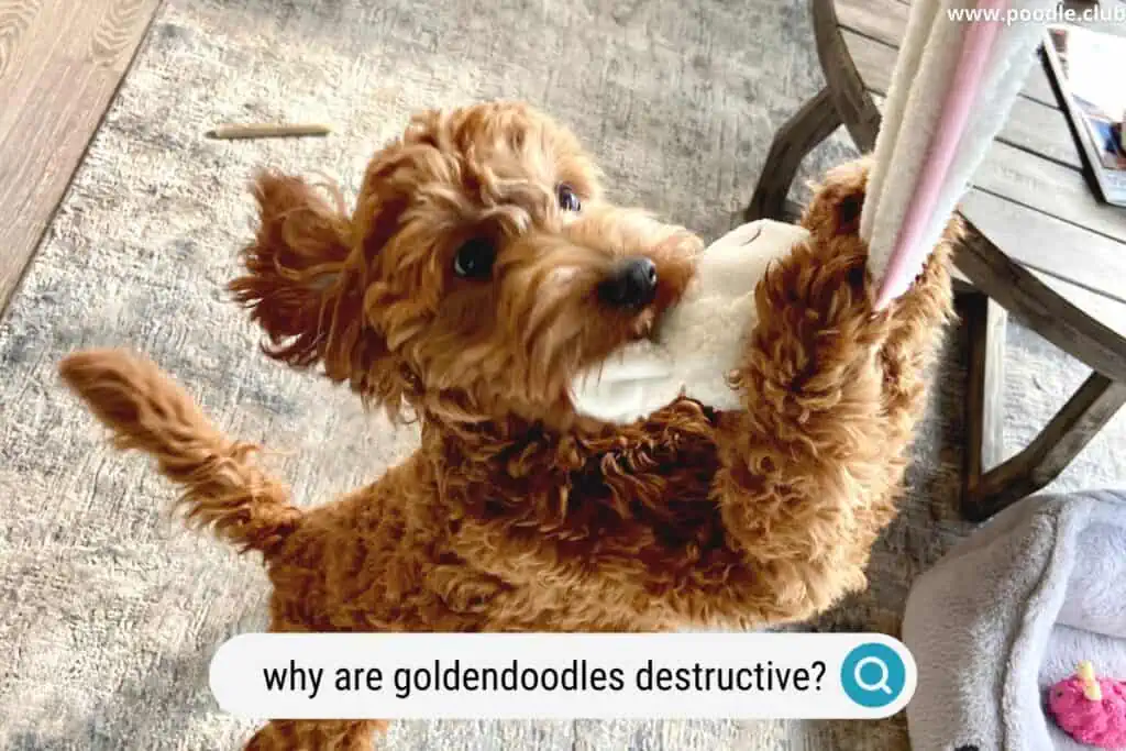 https://poodle.club/wp-content/uploads/2023/01/why-are-goldendoodles-destructive-1024x683.webp