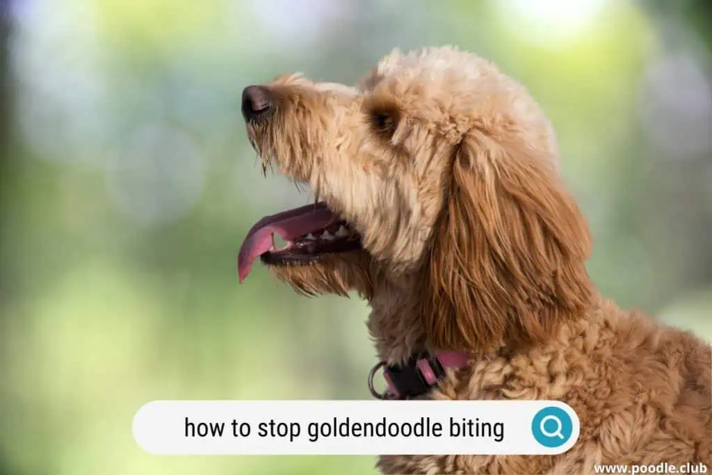 how to stop a Goldendoodle biting
