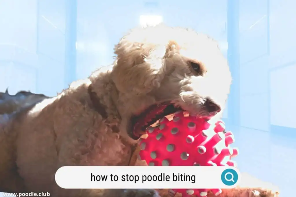 how to stop a poodle from biting