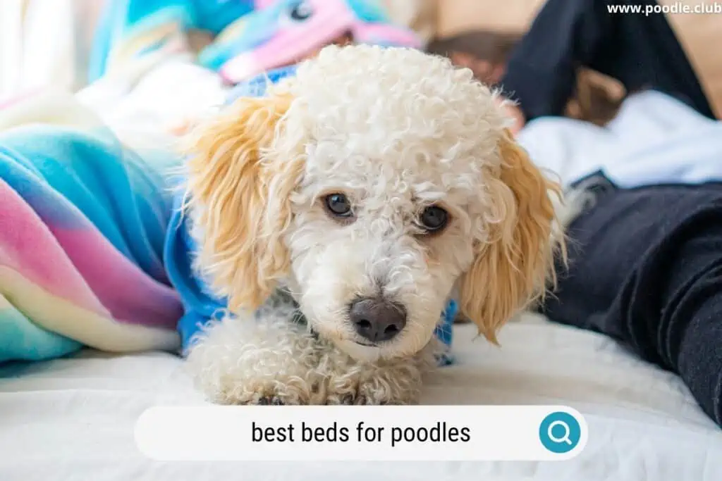 best dog beds for poodles