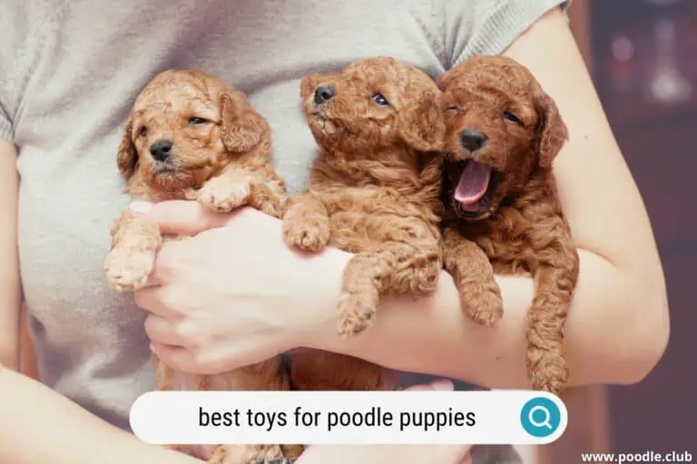 Best Toys for Poodle Puppy: 5 Top Picks for 2023