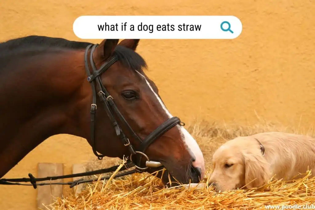 what if a dog eats straw