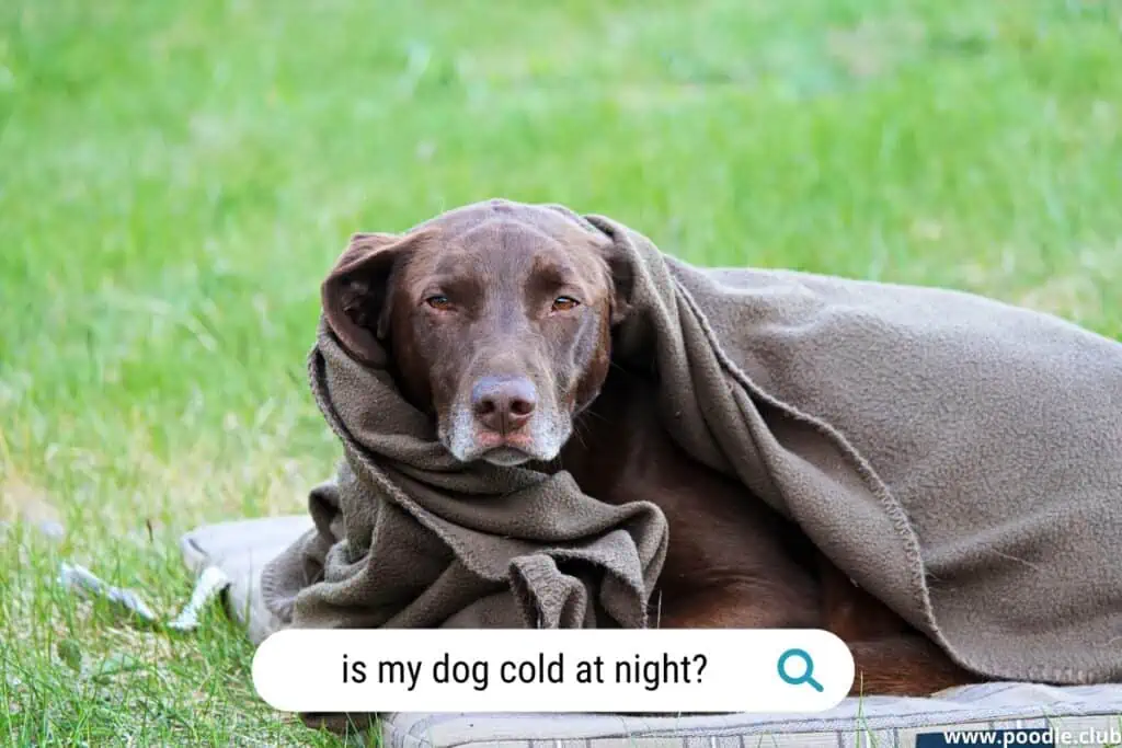 how do I know if my dog is cold at night