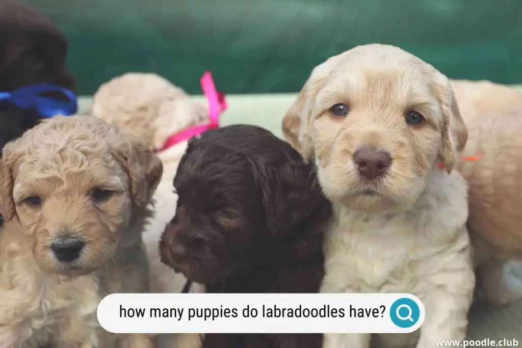 how many puppies can a labradoodle have