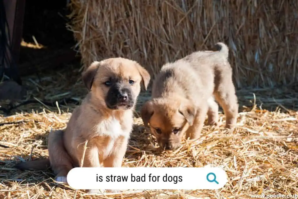 is straw bad for dogs