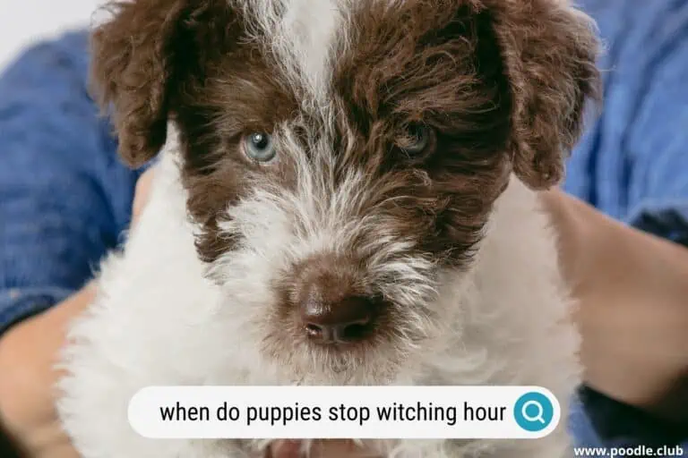 When Do Puppies Outgrow Witching Hour?