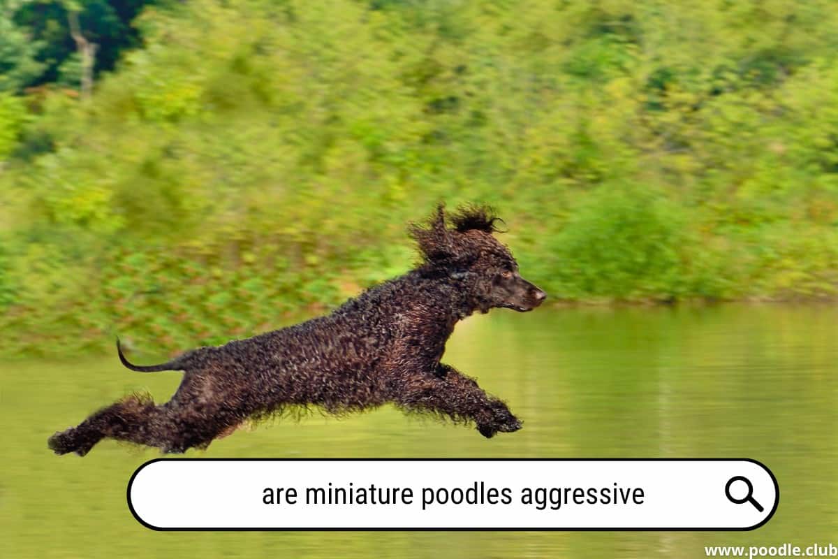 Are Miniature Poodles Aggressive? [Myths] Poodle Club
